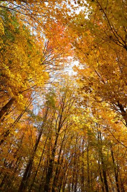 Kuzey Amerika doğudaki Bromont Quebec eyaletleri Kanada 'ya düştü