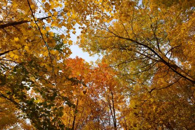 Kırmızı ve sarı akçaağaç yaprakları ağaçta muhteşem bir sahne oluşturuyor.