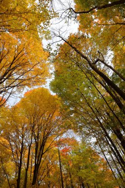 Kuzey Amerika doğudaki Bromont Quebec eyaletleri Kanada 'ya düştü