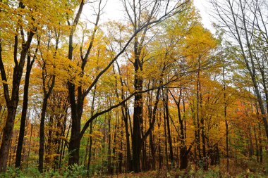 Kuzey Amerika doğudaki Bromont Quebec eyaletleri Kanada 'ya düştü