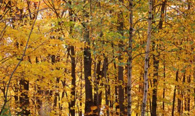 Kuzey Amerika doğudaki Bromont Quebec eyaletleri Kanada 'ya düştü