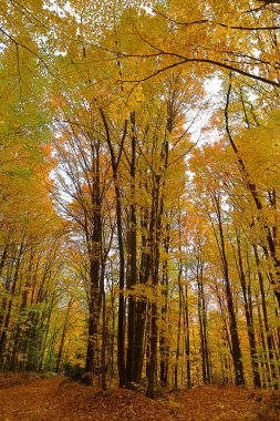 Kuzey Amerika doğudaki Bromont Quebec eyaletleri Kanada 'ya düştü