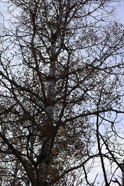 北米の秋の風景の木の一番下の東の町から Bromontケベック州カナダ — ストック写真