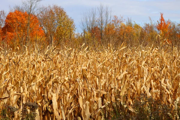 Corn field farm in fall season in Bromont Quebec Canada