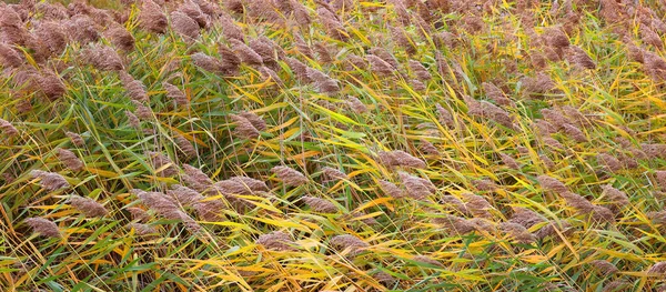 Poaceae Gramineae Una Familia Grande Casi Omnipresente Plantas Con Flores — Foto de Stock