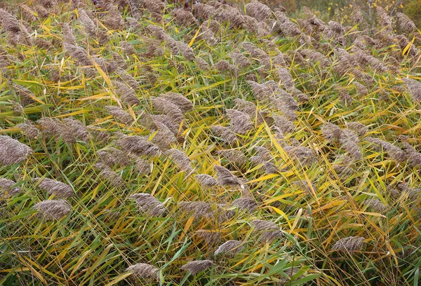 Poaceae Gramineae Una Familia Grande Casi Omnipresente Plantas Con Flores —  Fotos de Stock