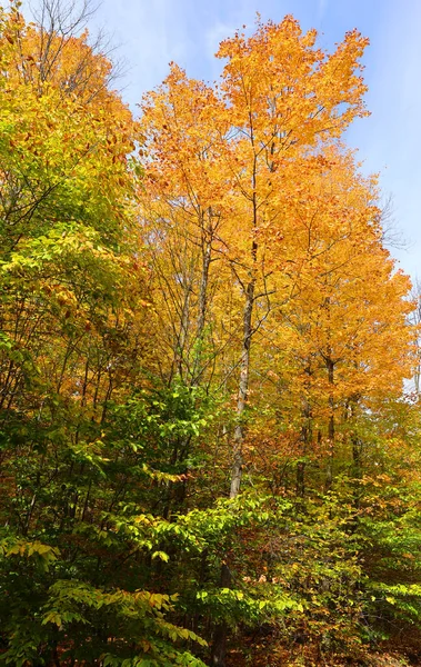 América Del Norte Caída Paisaje Este Municipios Bromont Quebec Provincia —  Fotos de Stock