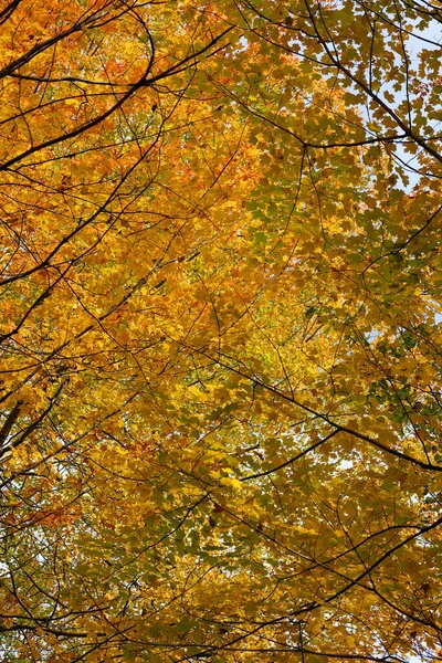 Червоно Жовті Кленові Листя Утворюють Вражаючу Сцену Дереві — стокове фото