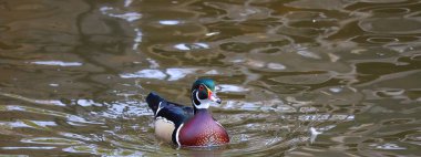 Erkek Orman Ördeği (