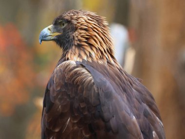 Altın Kartal (Aquila chrysaetos), Kuzey Yarımküre 'deki en bilinen yırtıcı kuşlardan biridir. En yaygın dağılmış kartal türüdür.
