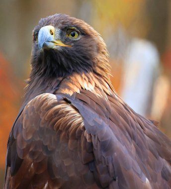 Altın Kartal (Aquila chrysaetos), Kuzey Yarımküre 'deki en bilinen yırtıcı kuşlardan biridir. En yaygın dağılmış kartal türüdür.