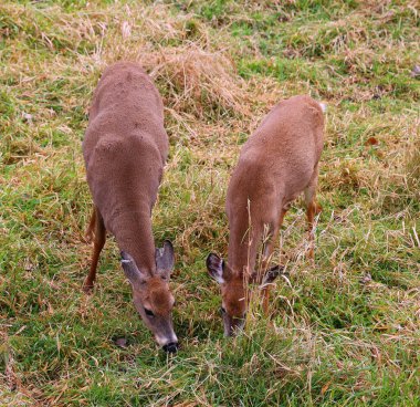 Sonbahar geyiği (Cervus elaphus), geyikgiller (Cervidae) familyasından bir geyik türü. Taksonomiye bağlı olarak, Kızıl Geyik Avrupa 'nın büyük bir kısmında, Kafkas Dağları bölgesinde, Küçük Asya' da, Batı Asya 'nın bazı bölgelerinde yaşar..