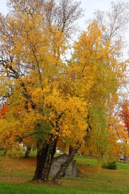 MONTREAL CANADA 10 19 2022: Notre-Dame-des-Neiges Mezarlığı 'ndaki anıtlar sonbaharın güneşli bir gününde. Kanada 'daki en büyük mezarlık ve Kuzey Amerika' daki en büyük üçüncü mezarlık.