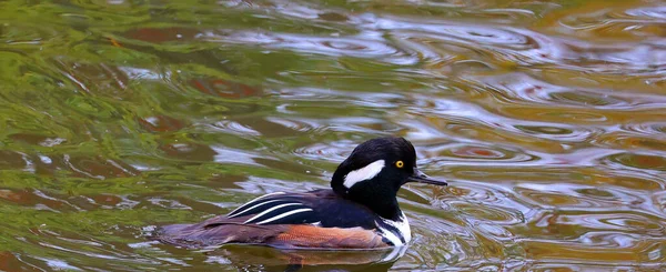 Male Wood Duck Carolina Duck Aix Sponsa Species Duck Found — Stock Photo, Image