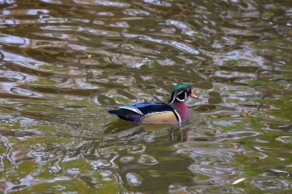 Männliche Waldenten Oder Carolina Enten Aix Sponsa Sind Eine Entenart — Stockfoto