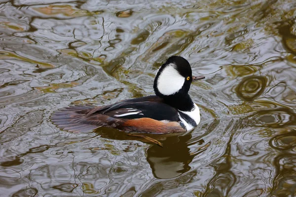 オスウッドダック Male Wood Duck またはカロライナダック Aix Ponsa 北米で見られるアヒルの一種である 北米で最もカラフルな水鳥の一つです — ストック写真