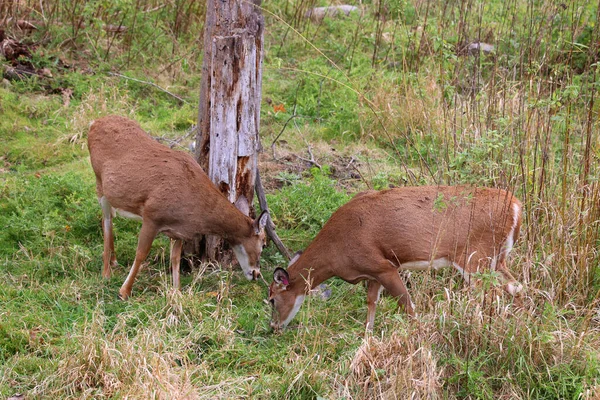 Chez Cerf Rouge Automne Cervus Elaphus Est Une Des Grandes — Photo