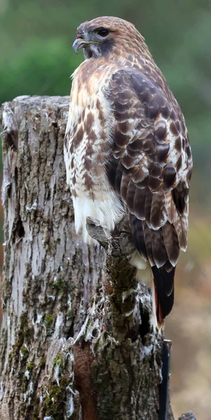 Aquila Chrysaetos 是北半球最有名的猛禽之一 牠们是分布最广的鹰种 — 图库照片