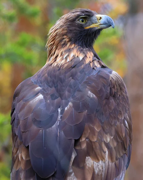 Steenarend Aquila Chrysaetos Een Van Bekendste Roofvogels Het Noordelijk Halfrond — Stockfoto