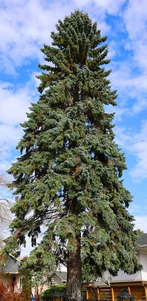 Long Green Tree House — Stock Photo, Image