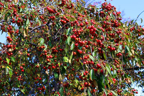 Manzanas Rojas Cangrejo Árbol Temporada Otoño Sobre Cielo Azul — Foto de Stock