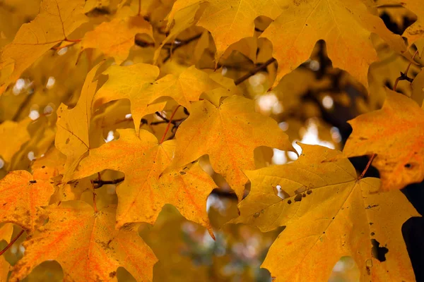 Folhas Ácer Vermelho Amarelo Formam Uma Cena Espetacular Árvore — Fotografia de Stock