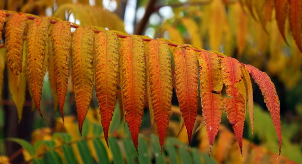 Podzim Rhus Typhina Staghorn Sumac Druh Kvetoucí Rostliny Čeledi Anacardiaceae — Stock fotografie