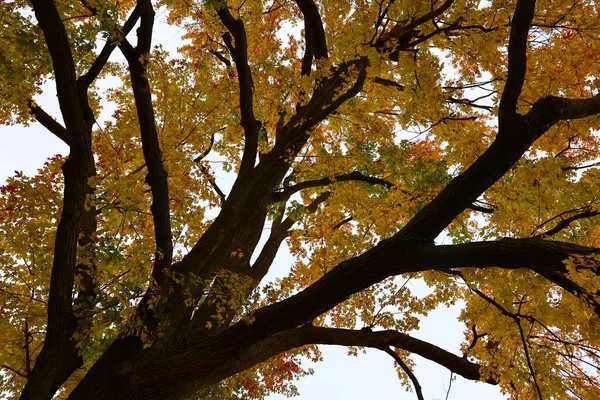 Nordamerika Herbst Landschaft Östlichen Gemeinden Bromont Quebec Provinz Kanada — Stockfoto