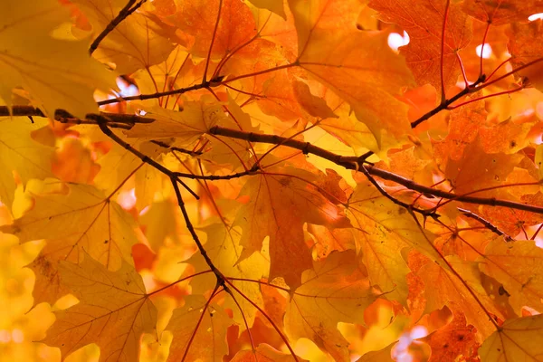 Rote Und Gelbe Ahornblätter Bilden Eine Spektakuläre Szene Baum — Stockfoto