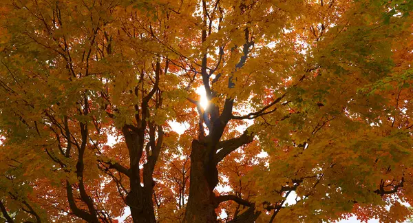 Nord America Autunno Paesaggio Est Borghi Bromont Quebec Provincia Canada — Foto Stock