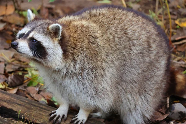 Mapache Mapache Mapache Común Norteamericano Del Norte Coloquialmente Como Mapache — Foto de Stock