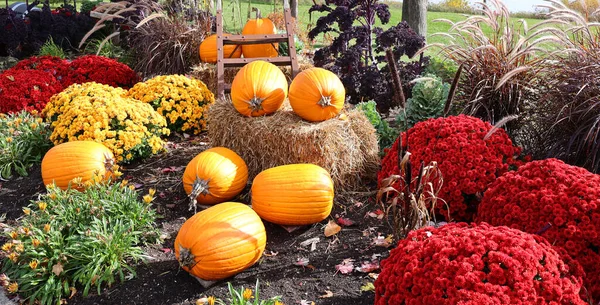 Big Assortment Decorative Pumpkins Squashes Market Montreal Quebec Canada — Stock Photo, Image