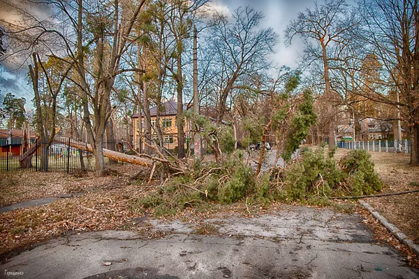 Arbre Tombé Après Ouragan — Photo