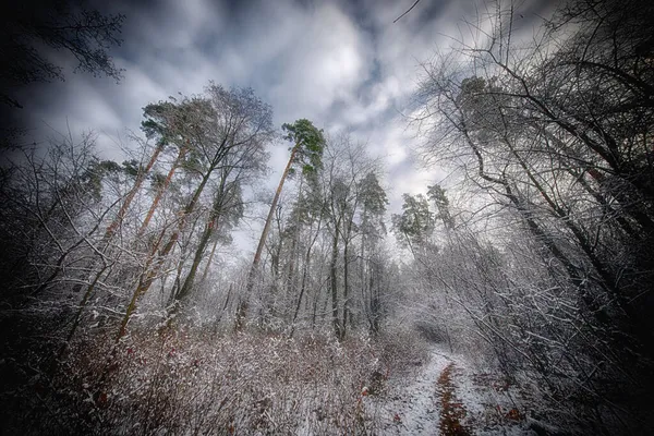 Çam ağaçları ile kış orman