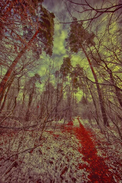 Çam ağaçları ile kış orman