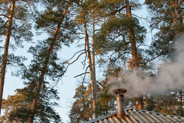 Baca ve çam ağaçları