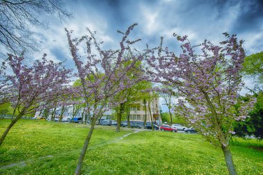 Ukrayna sakuralarının çiçekli fotoğrafları