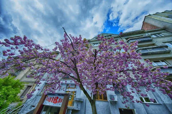 Ukrayna sakuralarının çiçekli fotoğrafları