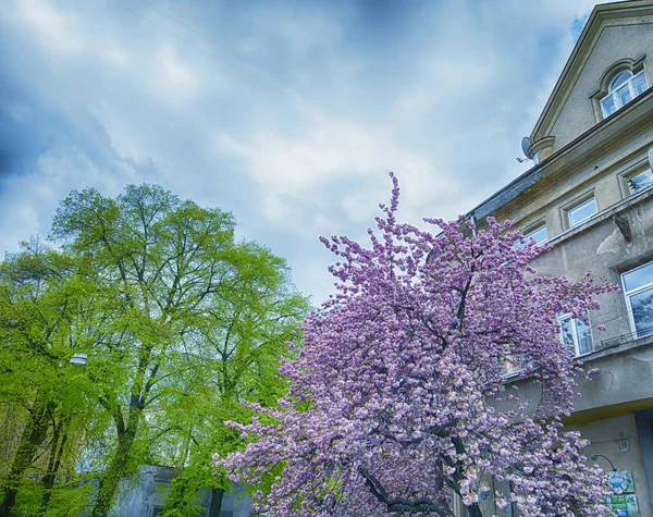 Ukrayna sakuralarının çiçekli fotoğrafları