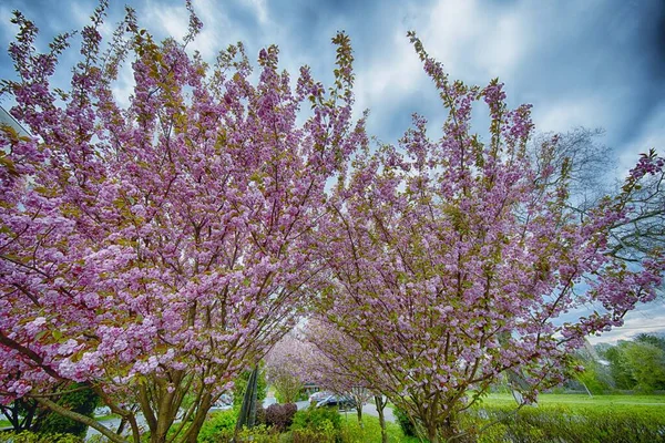 Ukrayna sakuralarının çiçekli fotoğrafları