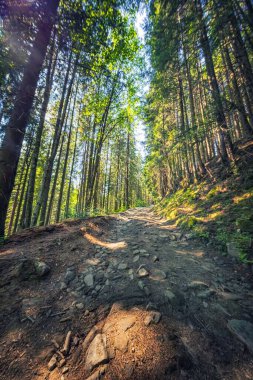 Ukrayna Karpat Dağlarının Fotoğrafları