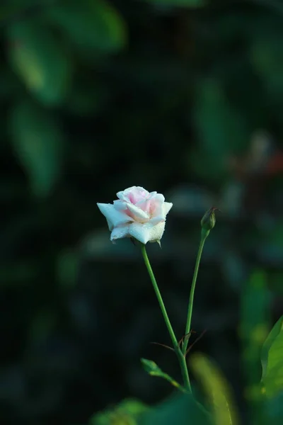 Rosa Branca Bonita Fundo Embaçado — Fotografia de Stock
