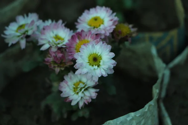 花瓣小的粉红色菊花 粉红色菊花和木枝 迷迭香花束 白色背景隔离 顶部景观 — 图库照片