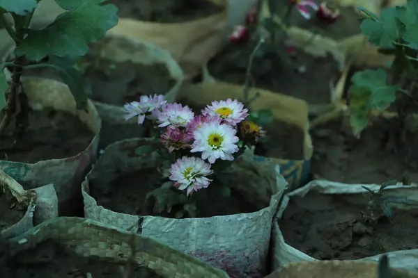 Chrysanthemums Growing Flower Farm — Stock Photo, Image