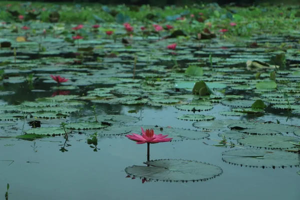 Pink lotus flower on lily pads floating on water