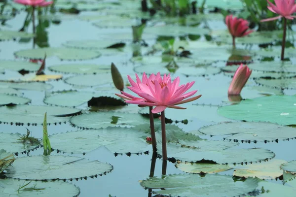 Rain Drops Water Beautiful Pink Waterlily Lotus Flower Pond Text — Stock Photo, Image