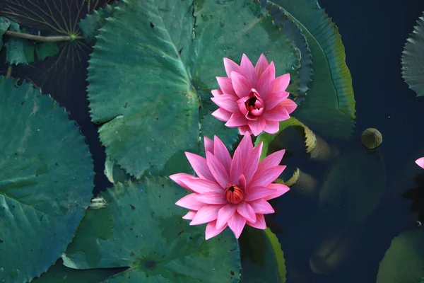 Beautiful Pink Lotus Water Plant Reflection Pond — Stock Photo, Image