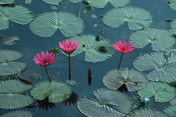 red lotus water lily blooming on water surface and dark blue leaves toned, purity nature background, aquatic plant, symbol of buddhism.