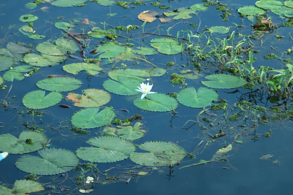 Beautiful White Lotus Flower Green Leaf Pond — Stock Photo, Image