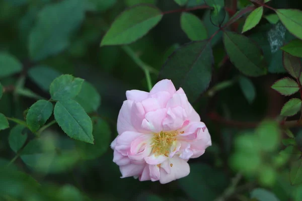 Rosa Ros Blommor Med Bakgrunden Suddig — Stockfoto